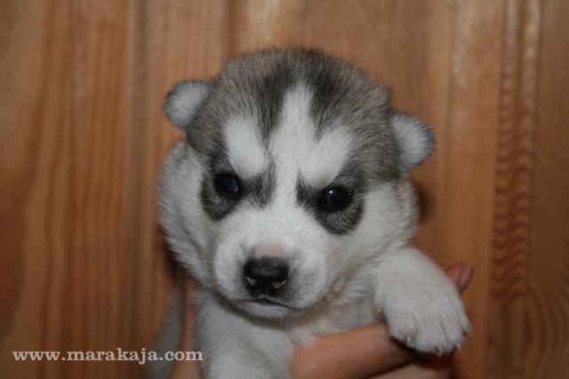 Szczeniak Siberian Husky