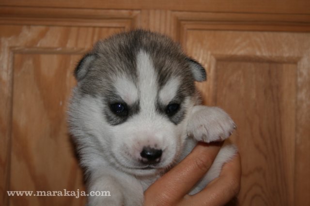 Szczeniak Siberian Husky