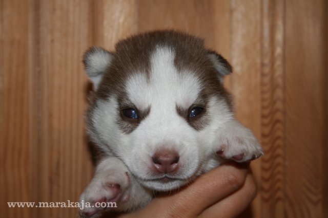 Szczeniak Siberian Husky