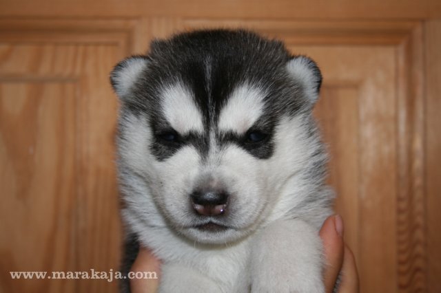 Szczeniak Siberian Husky