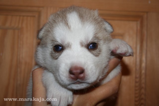 Szczeniak Siberian Husky