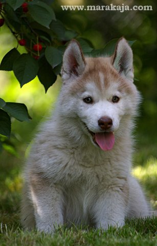 Siberian Husky