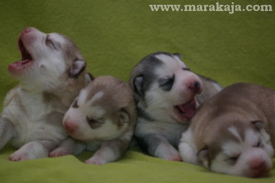 Siberian Husky puppy